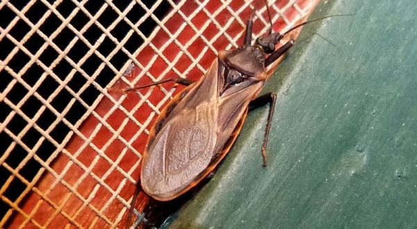 A Parasitic Bug Has Been Spotted In Austin And Its Bite Can Be Deadly